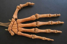 4-hand.jpg