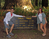 tall-tree.jpg