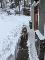 puppy potty path 1-22-16.jpg