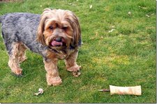 Dog Bone Pen.jpg