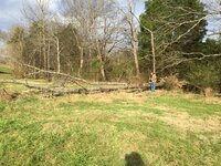 Walnut tree in Sweetwater.jpg