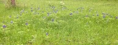 Bluebonnets2016.jpg