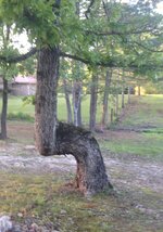 Tree2.jpg