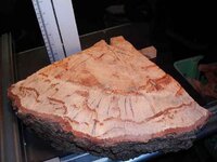 timber preparation 002_(1).jpg