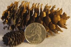 Flaming Pine Cone II 018.jpg