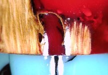 chollaLoop1.jpg
