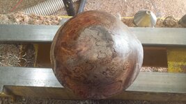Spotty Burl 02.jpg