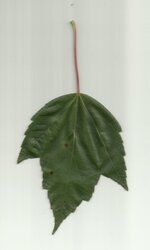 leaf.jpg