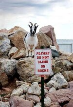 goatonrocks.jpg