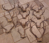 antlers.jpg