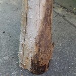 stump_082723.jpg