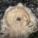 stump-15.jpg