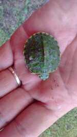 tiny turtle.jpg
