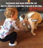 Whoopee dog.jpg