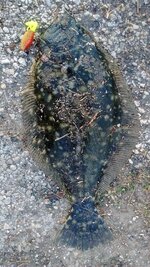 IMG_20161118_074107795.jpg