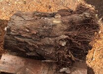 root1.jpg