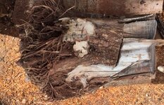 root2.jpg