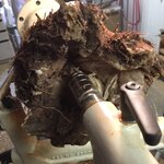 root4.jpg
