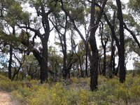 Ironbark02.jpg