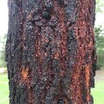 red ironbark03.jpg