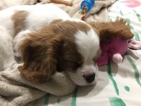 spunky sleeping.jpg