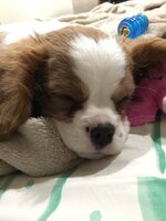 spunky sleeping closeup.jpg