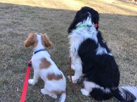 spunky and eden front lawn.jpg