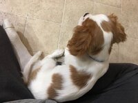 spunky in my lap.jpg