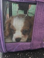 spunky at the airpor.jpg
