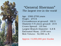 GeneralShermanTree.jpg
