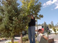 Pine cone II BB 00501.jpg