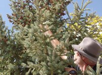 Pine cone II BB 00801.jpg