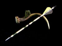 AntlerArrow3.JPG