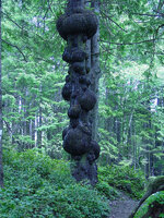 burl-2.jpg