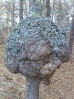 Oak_burl.jpg