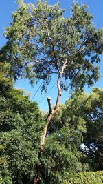 Japanese Elm tree-1.jpg