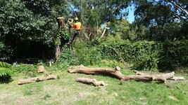 Japanese Elm tree-3.jpg