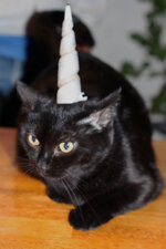 Unicorn cat.jpg