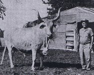 PapChanceSteer-20yo2100lb1200dressed.jpg