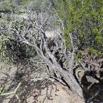 Cholla1.jpg