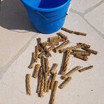 Cholla3.jpg