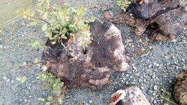 IMG_20170324_122235.jpg
