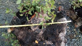 IMG_20170324_122602.jpg