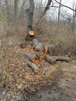 Hatchet-Tree.jpg