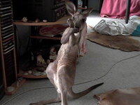 The grey joey, wally and major 021.jpg