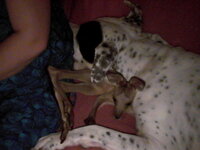 The grey joey,  and major 001.jpg