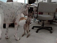The grey joey, wally and major 020.jpg