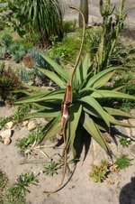 Recurve2.jpg