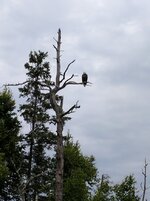 IMG_20170711_124023.jpg