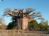 photo 2 arbre Baobab.JPG